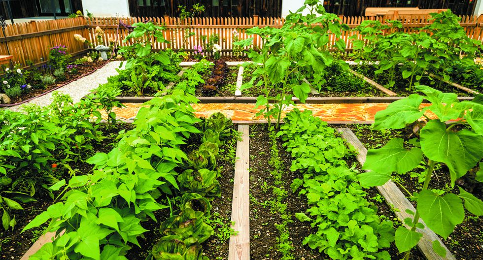¿QUE ES UN BIOHUERTO HUERTO? Un biohuerto es un pequeño terreno en el que se tiemblan todo tipo de hortalizas, hierbas aromáticas y medicinales sin utilizar insumos químicos para controlar las plagas o abonar la Tierra.